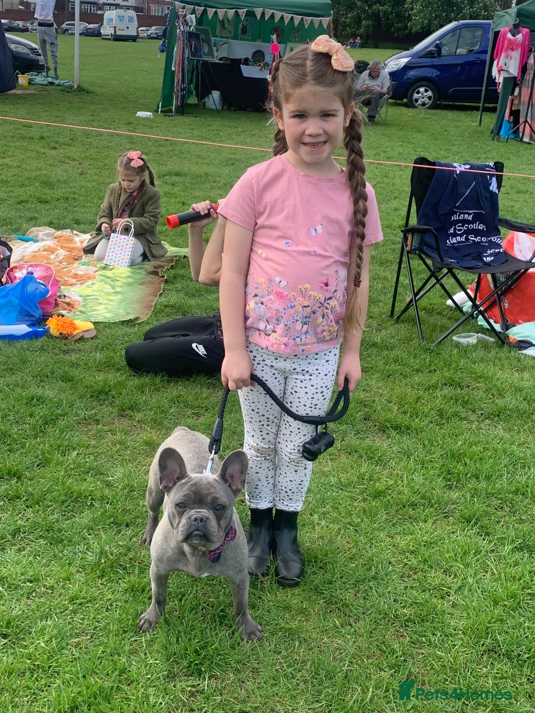 French Bulldog dogs for sale: Blue female French bulldog 2years old - Image 10