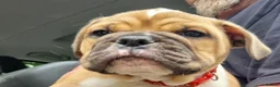 American Bulldog dogs for sale: Happy, chunky, healthy American Bulldog puppies  - Advert 2