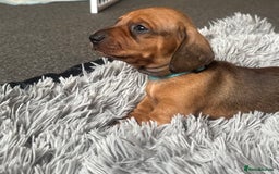 Dachshund dogs for sale: Beautiful dachshund puppies  - Image 22