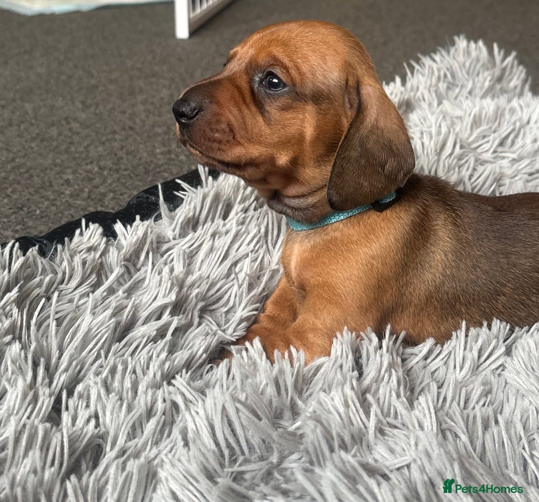 Dachshund dogs for sale: Beautiful dachshund puppies  - Image 22