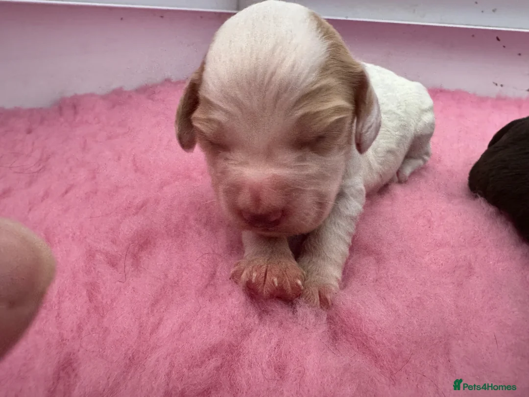 Cocker Spaniel dogs for sale: WCS Puppies from health tested KC Parents  - Advert 30