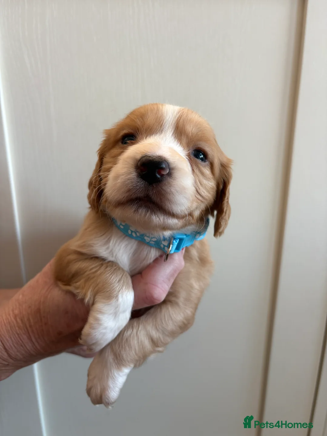 Cocker Spaniel dogs for sale: Cocker spaniel puppies  - Advert 13