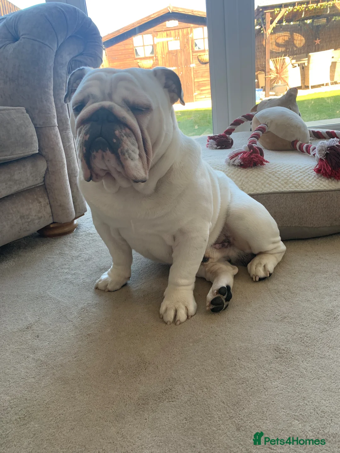 English Bulldog dogs for stud: English bulldog for stud in Yateley - Advert 2