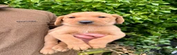 Labrador Retriever dogs for sale: Fox red labrador puppies - Advert 3