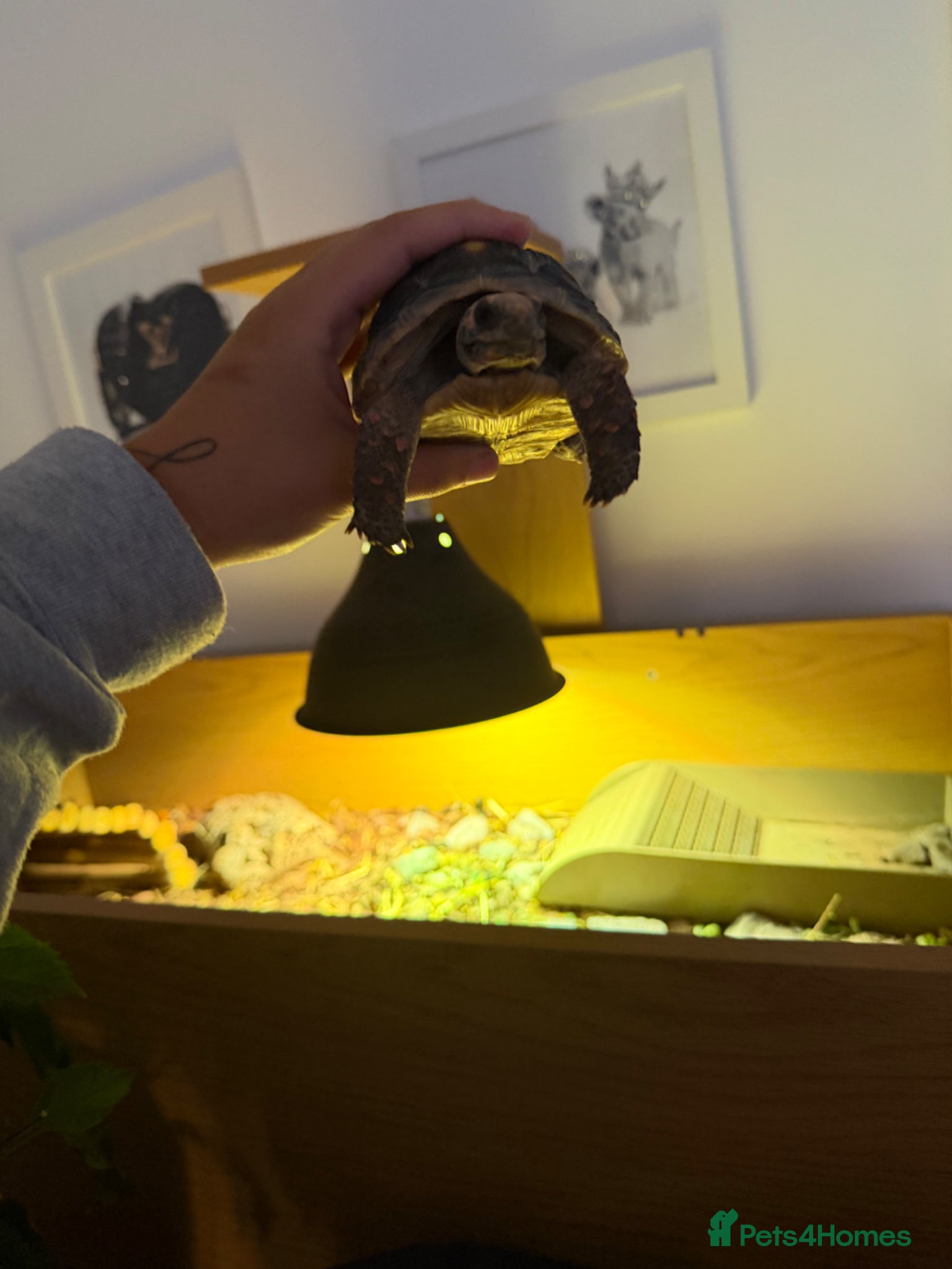 Tortoise reptiles for sale: Red foot tortoise  in Saint Leonards-on-sea - Advert 2