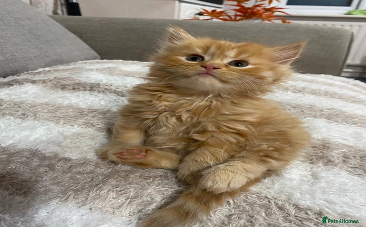 Persian cats - Advert 5