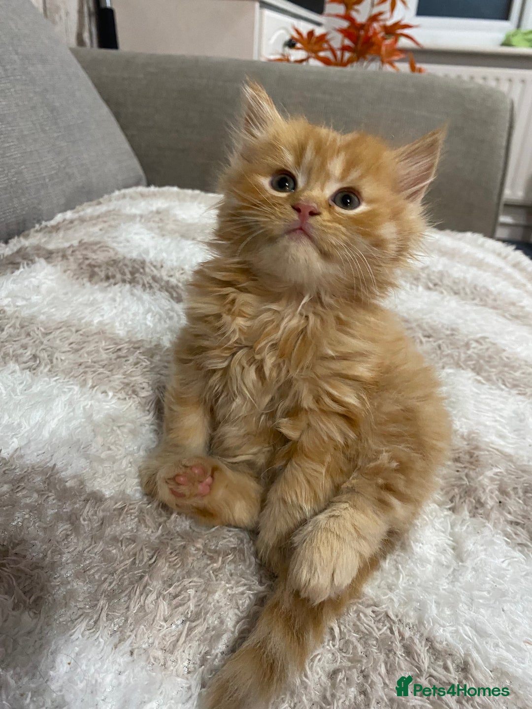 Persian cats for sale: Persian Cross Kittens  - Image 1