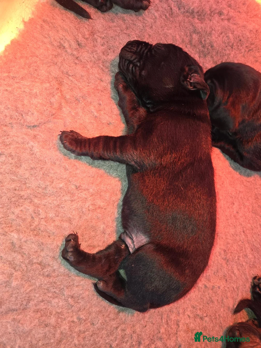 Mixed Breed dogs for sale: Vizslador puppies  - Advert 2