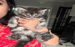 Maine Coon cats for sale: Russian XL maine coons!❤️ready to leave next week! - Image 20