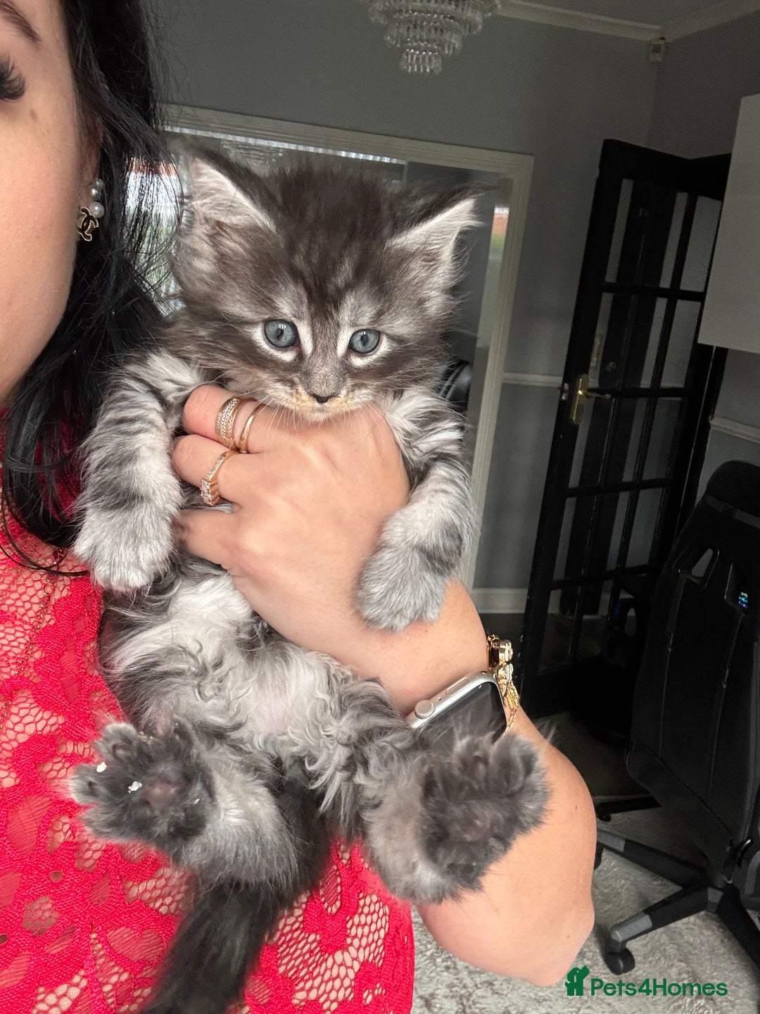 Maine Coon cats for sale: Russian XL maine coons!❤️ready to leave next week! - Image 20