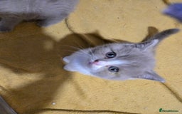 British Shorthair cats for sale: Full Britishshort hair kittens ready wendesday - Image 13