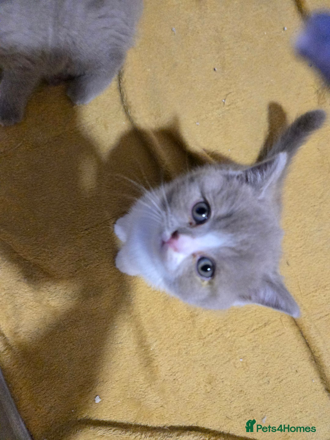 British Shorthair cats for sale: Full Britishshort hair kittens ready wendesday - Image 13
