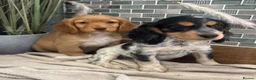 Cocker Spaniel dogs for sale: Gorgeous Cocker Spaniels.  - Advert 2