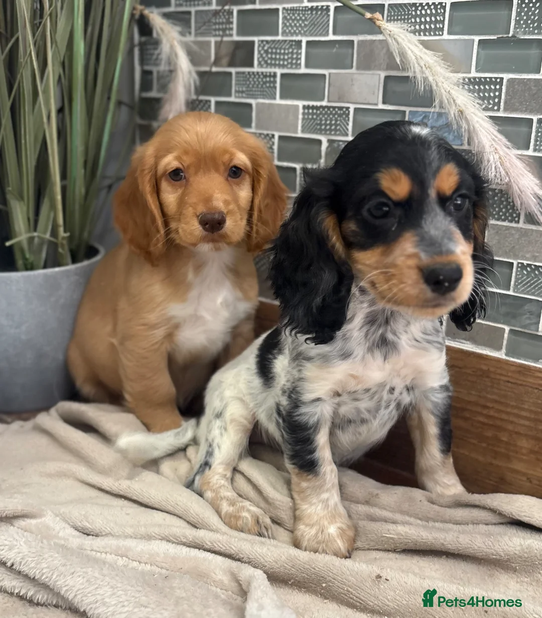 Cocker Spaniel dogs for sale: Gorgeous Cocker Spaniels.  - Advert 2