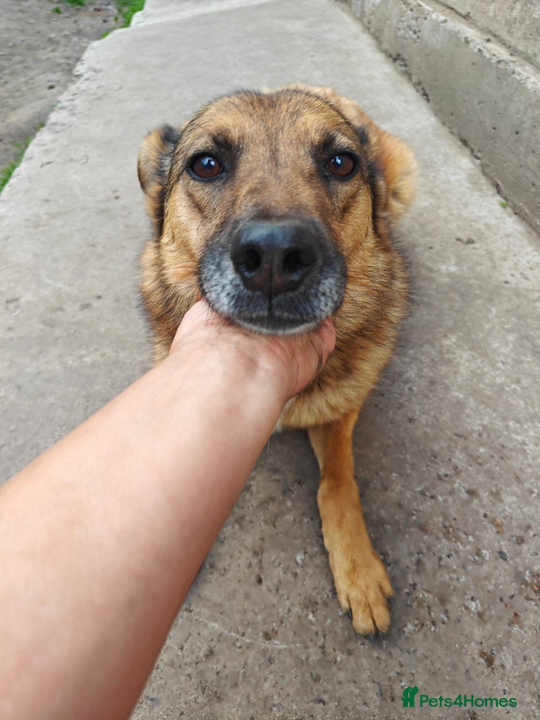 Mixed Breed dogs for adoption: 💖🐶 LARA 🐶💖 - Image 6