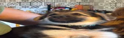 German Shepherd dogs for sale: Quality Straight Backed German Shepherd Puppies - Advert 15