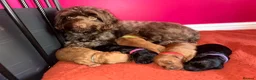 Cockapoo dogs for sale: F2 cockapoos  - Advert 15