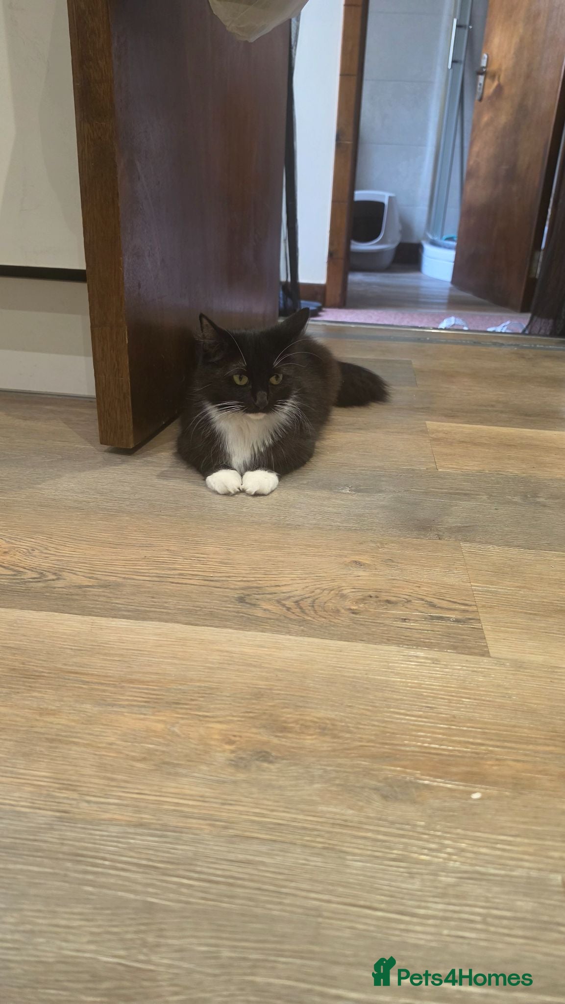Mixed Breed cats they are looking for a new home - Advert 10