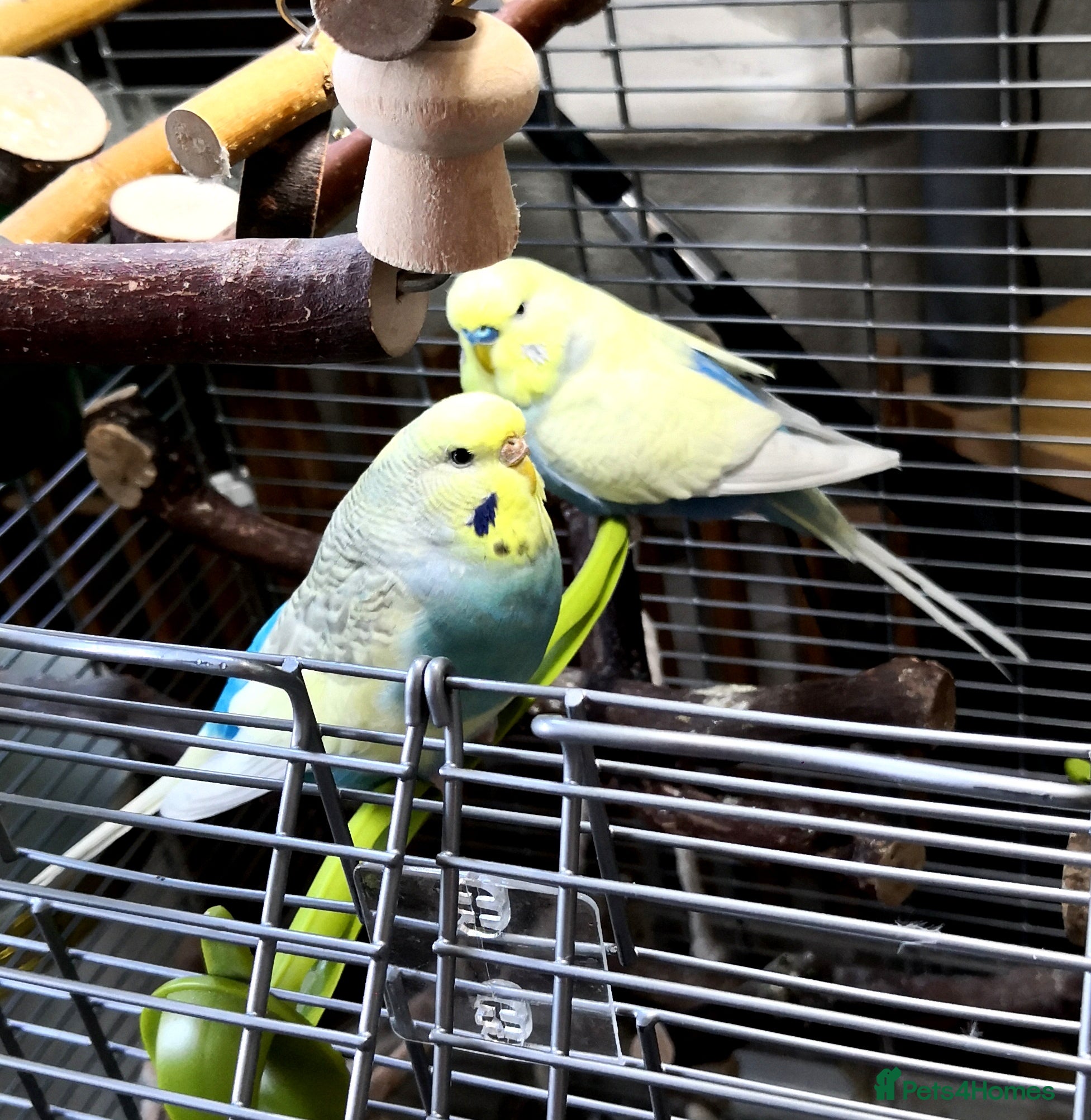 Budgerigars birds Budgies for Sale - Advert 17