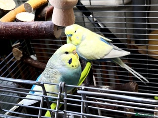 Budgerigars birds Budgies for Sale - Advert 17