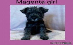 Miniature Schnauzer dogs for sale: Miniature Schnauzer Puppies  - Image 6