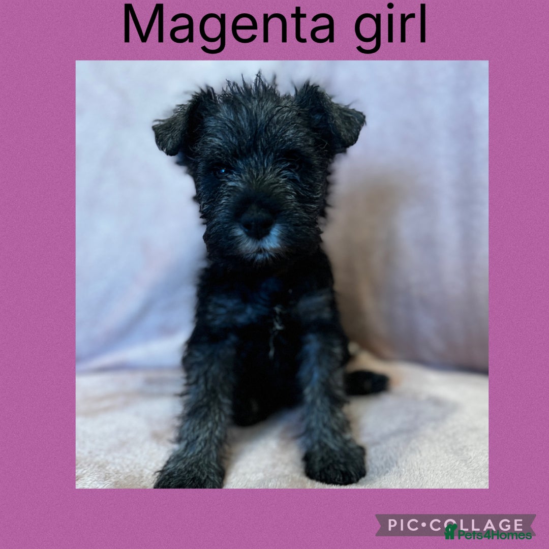 Miniature Schnauzer dogs for sale: Miniature Schnauzer Puppies  - Image 6