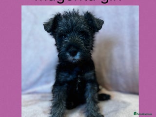 Miniature Schnauzer dogs - Advert 2