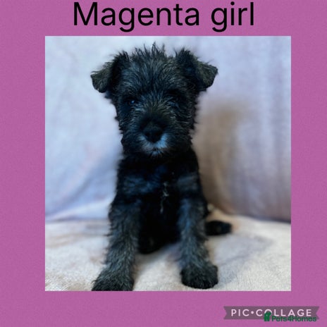 Miniature Schnauzer dogs - Advert 4