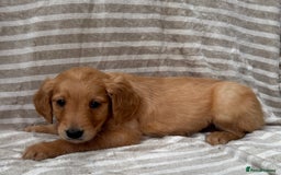 Golden Retriever dogs for sale: Ready🏡 health tested Golden Retriever babies🤍🧬 - Image 11