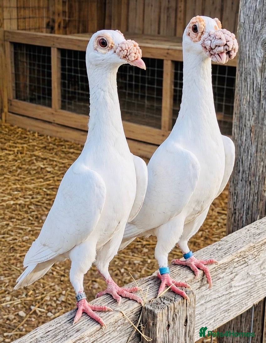 Pigeons birds Beautiful Quality Pigeons Healthy & Well Cared For - Advert 1