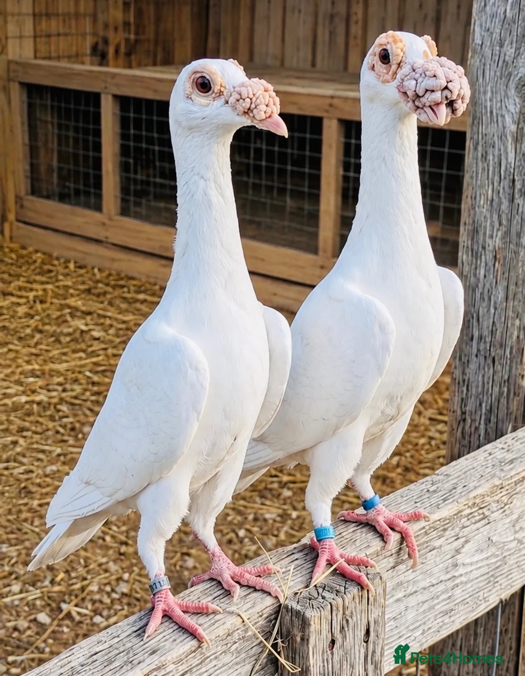 Pigeons birds for sale: Beautiful Quality Pigeons Healthy & Well Cared For - Advert 1