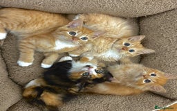 Mixed Breed cats for sale: GORGEOUS SIBERIAN X KITTENS  - Image 9