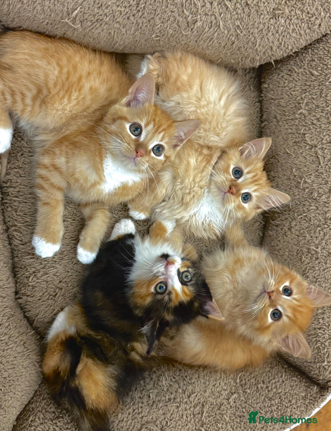 Mixed Breed cats for sale: GORGEOUS SIBERIAN X KITTENS  - Image 9