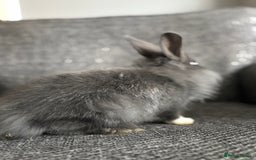 Lionhead rabbits for sale: 3 females Dutch x lionhead ready to go💞 - Image 7