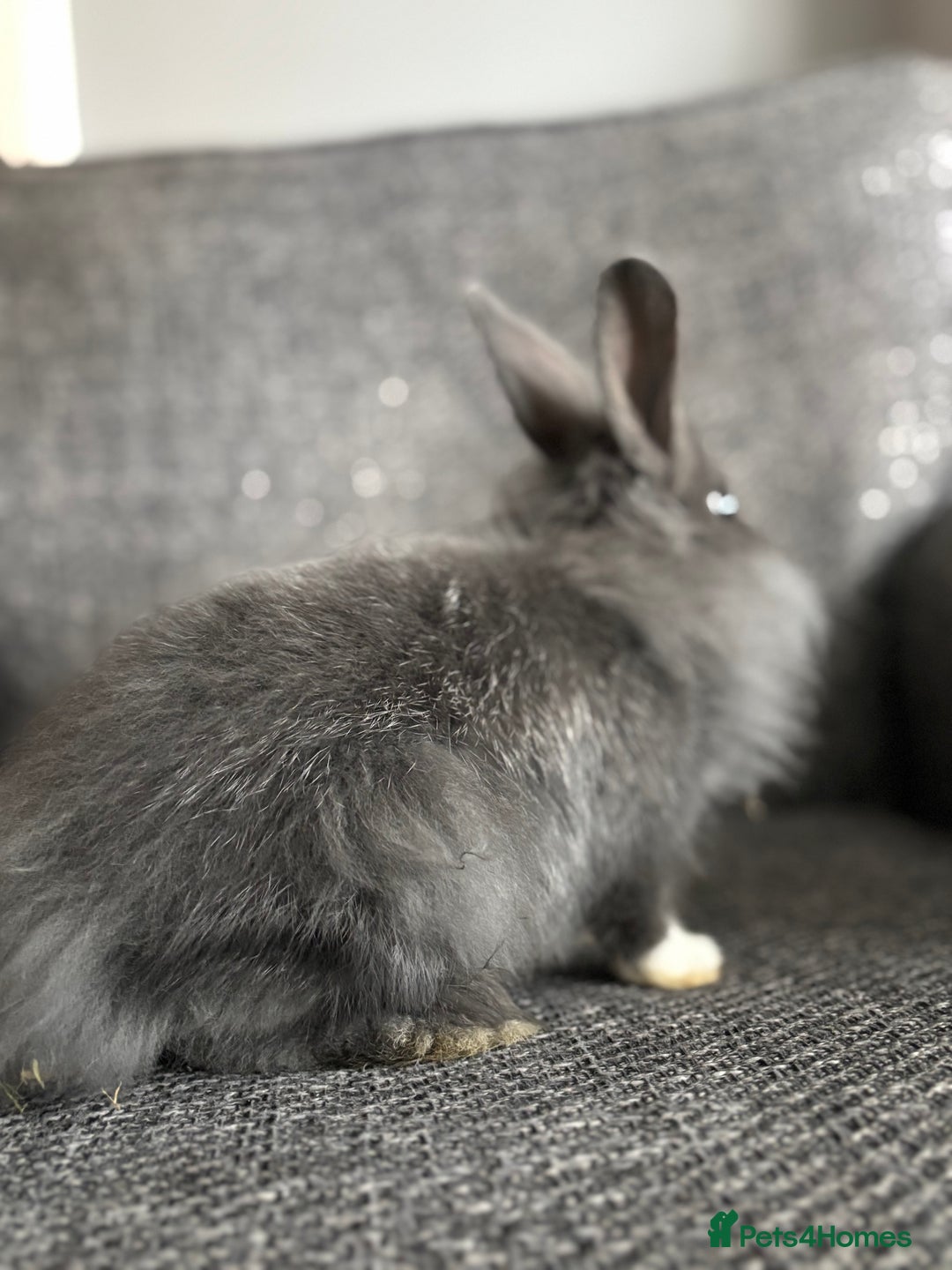 Lionhead rabbits for sale: 3 females Dutch x lionhead ready to go💞 - Image 7