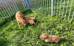 Labrador Retriever dogs for sale: 💛💛 Excellent Labrador Pups 💛💛 - Image 20