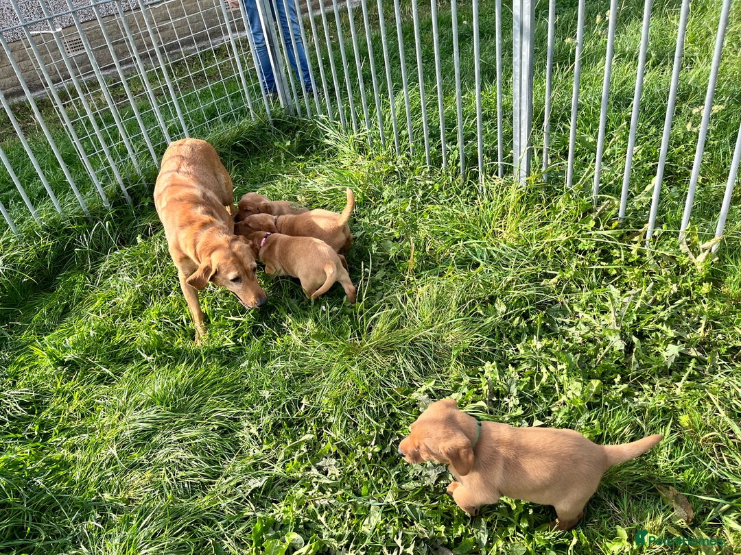 Labrador Retriever dogs for sale: 💛💛 Excellent Labrador Pups 💛💛 - Image 20