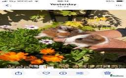 Guinea Pig rodents for sale: Guinea Pig Babies for Sale - Image 1