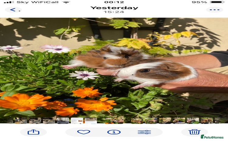 Guinea Pig rodents - Advert 1