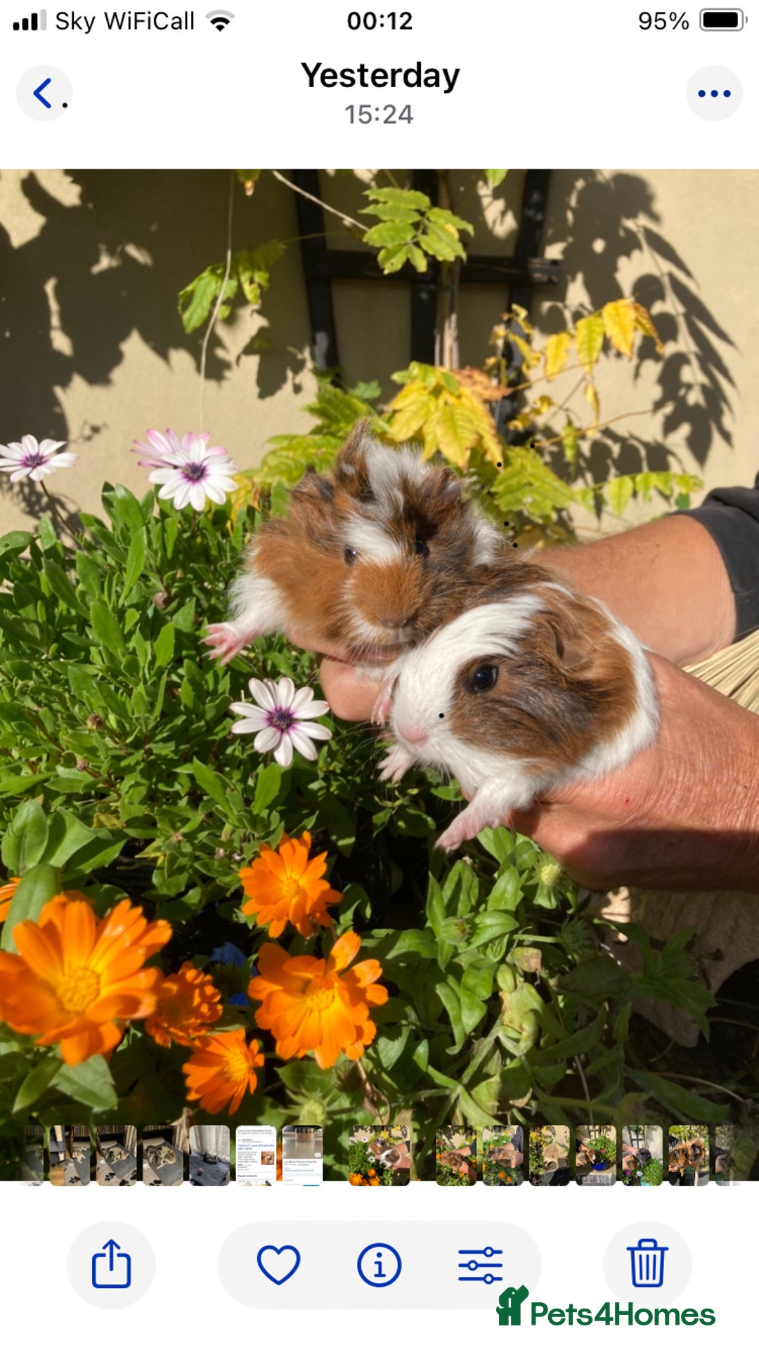 Guinea Pig rodents for sale: Guinea Pig Babies for Sale - Image 1