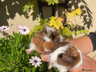 Guinea Pig rodents - Advert 3