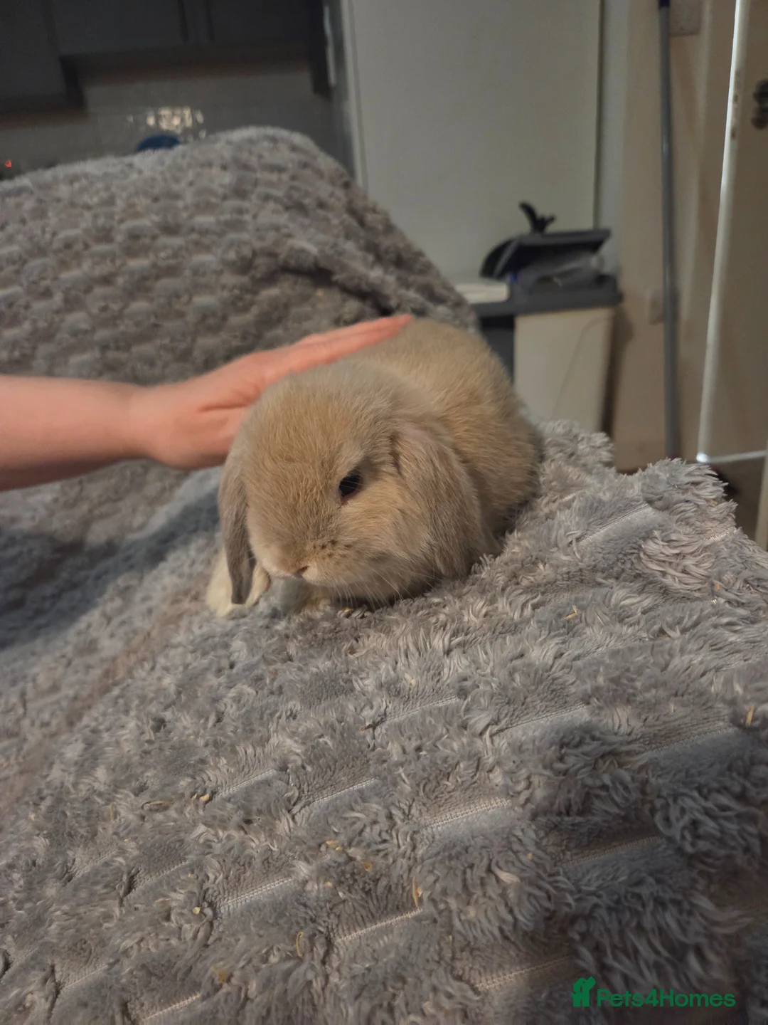 Mini Lop rabbits for sale: Buck mini lop bunny ready to leave now - Advert 1