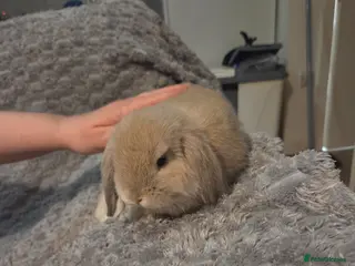 Mini Lop rabbits Buck mini lop bunny ready to leave now - Advert 4