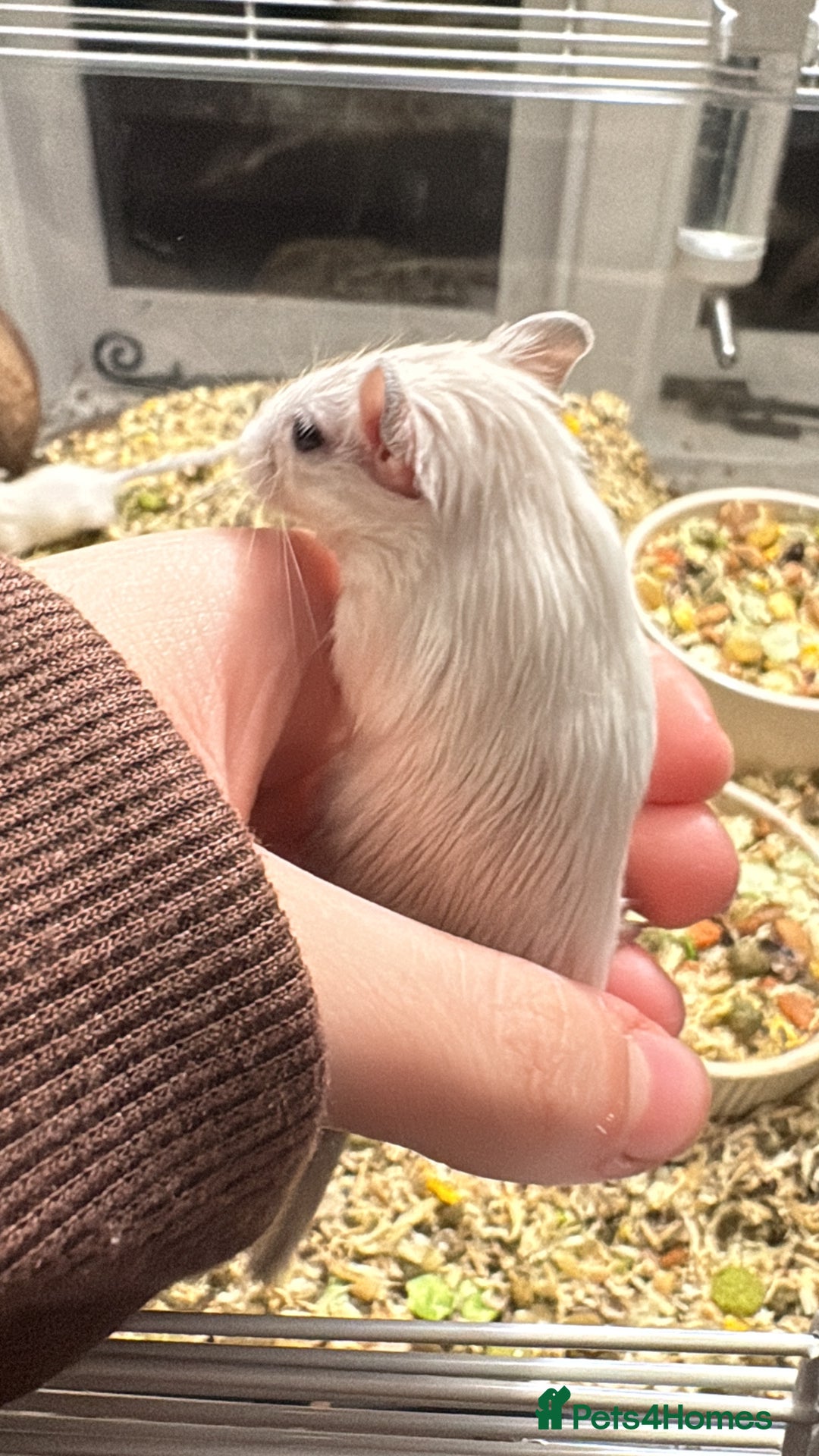 Gerbil rodents for sale: GERBILS FOR SALE - Advert 3