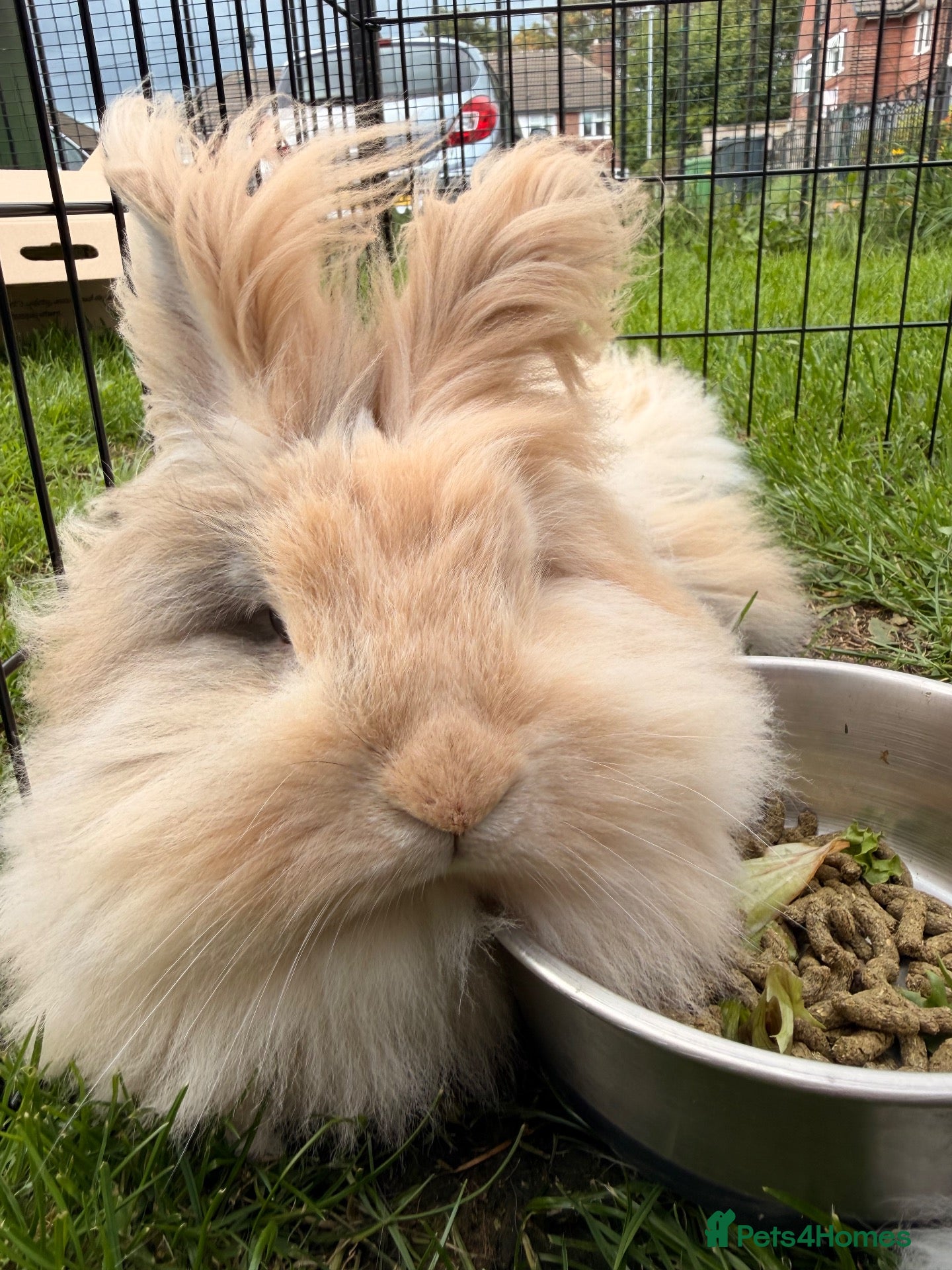 Angora rabbits Beautiful neutered angora - Advert 2