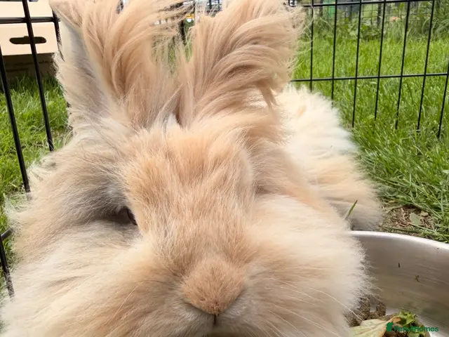 Angora rabbits for sale: Beautiful neutered angora - Advert 2