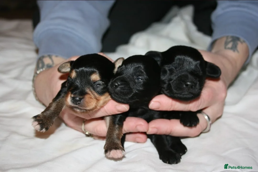 Yorkiepoo dogs for sale: Beautiful Porkies  in Steyning - Advert 1