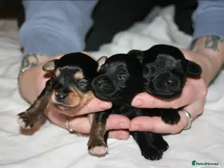 Yorkiepoo dogs Beautiful Porkies in Steyning - Advert 18