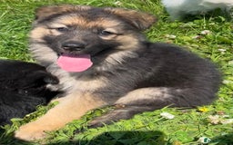 German Shepherd dogs for sale: German shepherd pups - Image 19