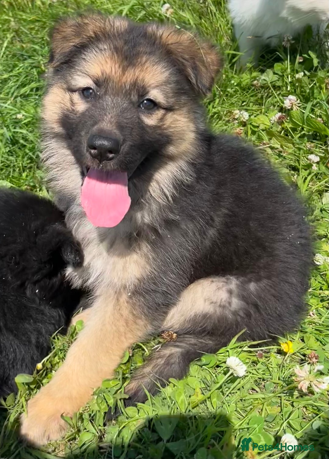 German Shepherd dogs for sale: German shepherd pups - Image 19
